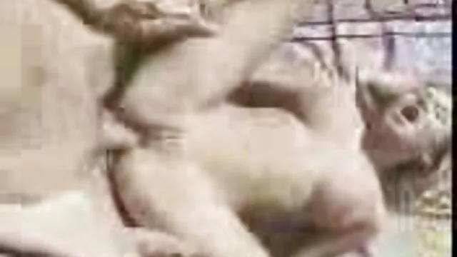 vizelés a sivatagban cigány szex